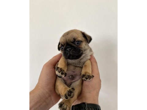 Pug yavrumuz dan varsa daha iyisi o da annesi