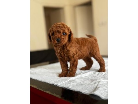A kalite orjinal toy poodle