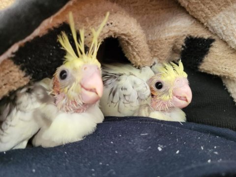 Yeni yeme düşecek ev üretim sultanlar