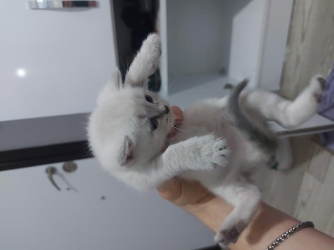 1 haftalık british shorthair yavrular
