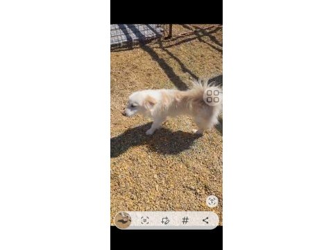 Acil yuva arıyorum köpeğimize