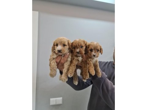 Maltipoo bebekleri 2 aylık