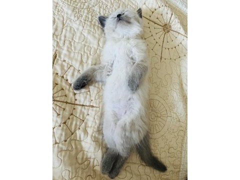 British longhair kedimiz