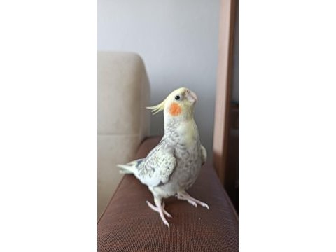 Sultan papağını ele alışkın sevecen