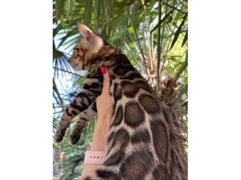 Show class erkek bengal 