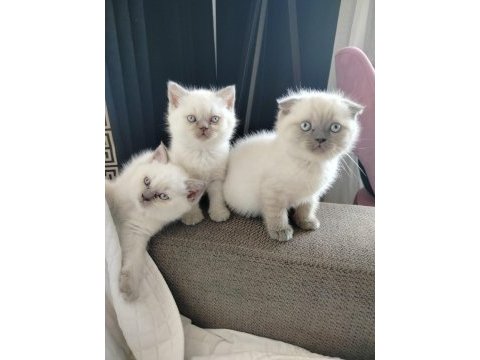 Scottish fold point blue minikler yeni ailesini arıyor