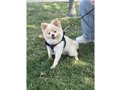 1 yaşında dişi pomeranian boo