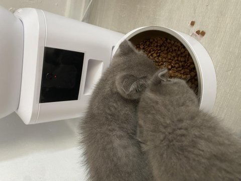 4 tane erke yavru scottish fold kedimiz