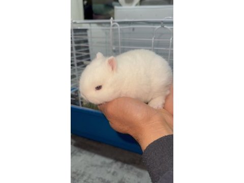 Hermelin hollanda cüce tavşan