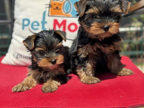 Show kalite tea cup yorkshire terrier yavrularımız