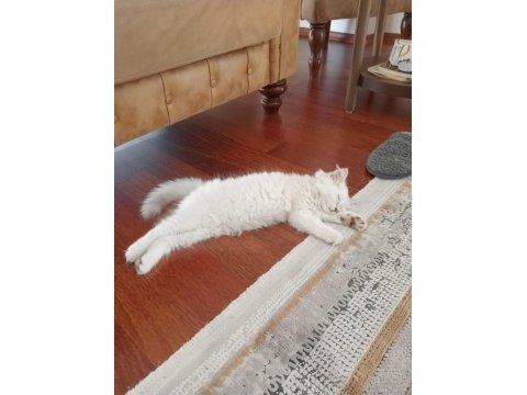 Kedi british longhair 2.5 aylık beyaz