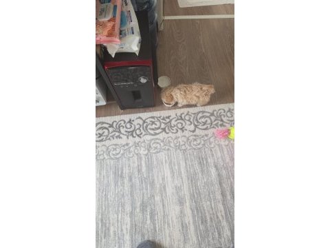 Oyuncak gibi sevimli maltipoo bebeğim