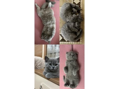4 aylık sevimli erkek scottish fold kardeşler