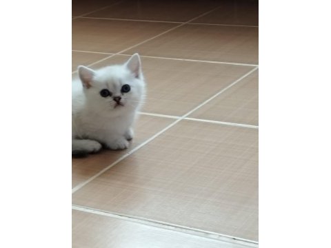 Silver shaded british shorthair yavrularımız ns 11