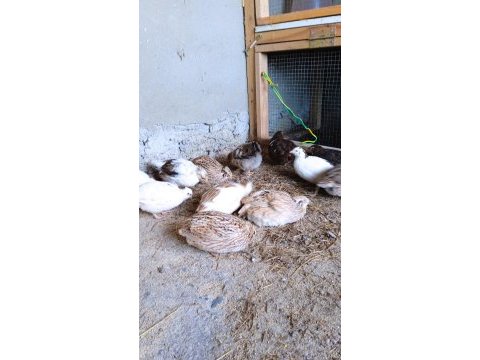 Kuluçkalık yumurta