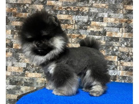 Çok nadir bulunan black tan ayı surat pomeranian yavrumuz