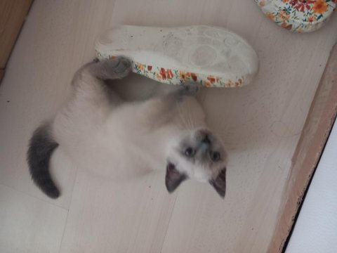 Sahiplendirme british shorthair
