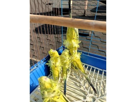 Gold teksas japones hazır erkek kuşlar