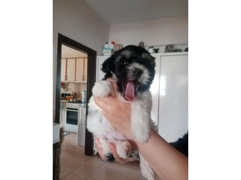 3.5 aylık maltese morkie dişi