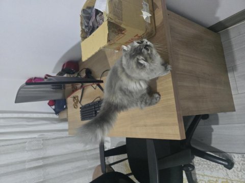 Irkı harika bir kedidir
