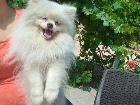 4 yaşında pomeranian