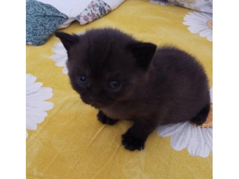 Saf kan british shorthair yavrular