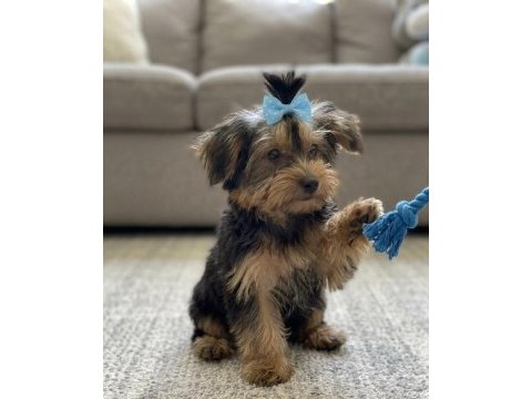 Baldan tatlı yorkshire terrier yavrular