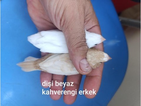 Bengal ispinozu