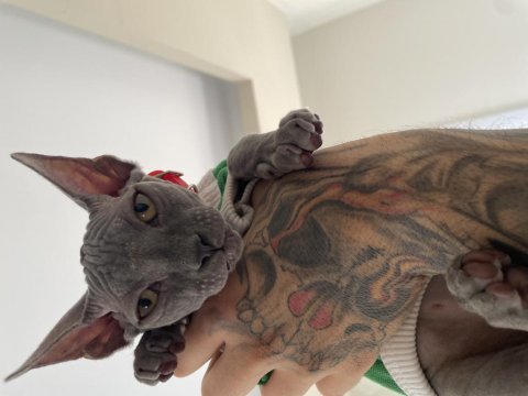 Orijinal 3 aylık erkek sphynx