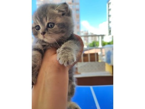 British longhair