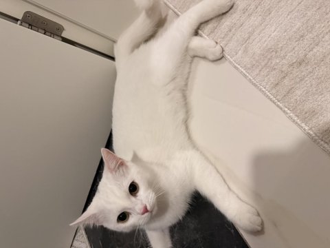7 aylık british shorthair