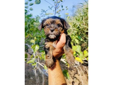 Teacup bardak boy yorkshire terrier yavruları
