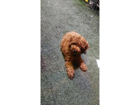 Orjinal kore kan son yavru poodle