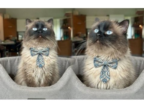 Güzel ragdoll çocuğa yuva
