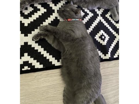 2 yaşında british shorthair çok iyi huylu