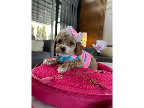 Çok uygun toy poodle acil ilk gelen alır