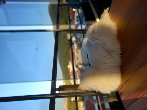 Ücretsiz british longhair sahiplendirme