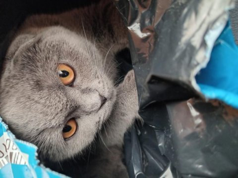 Kedimize acil yeni yuvamızı arıyoruz