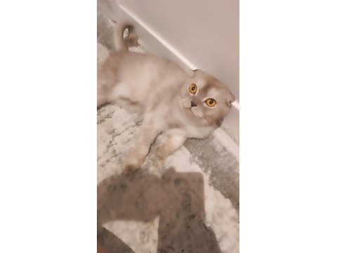 Scottish fold kedimize yeni yuva arıyoruz