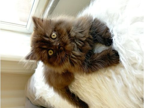 British longhair cinnamon