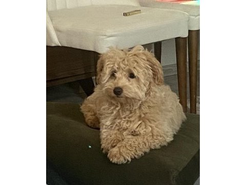 3 aylık maltipoo sahiplendiriyorum