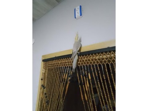 Sağlıklı sultan papağanı
