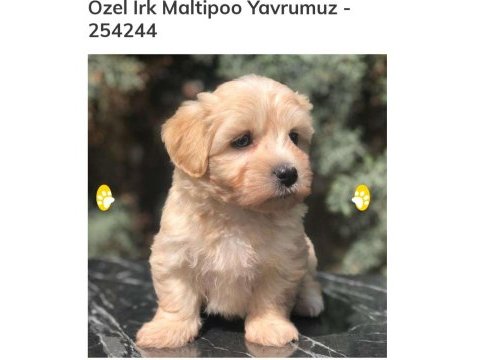 Sahibinden şitsu