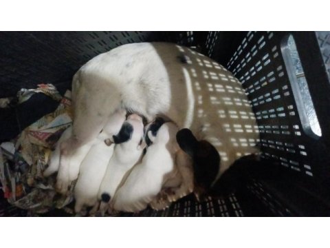 Jack russell yavrularım