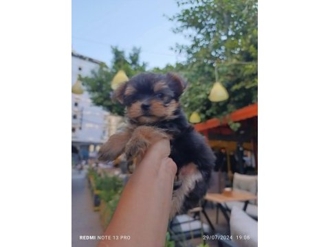 Mini yorkshire terrier baby