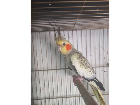Sultan papağanı 3 aylık