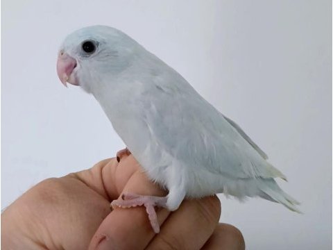 Yeni yeme düşen forpus papağanları