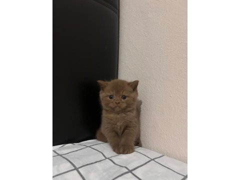 Cinnamon british shorthair
