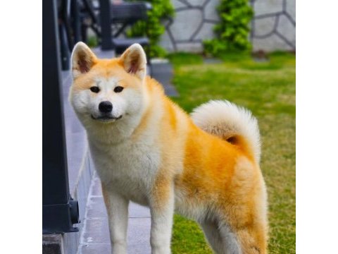 Safkan soykütük sertifika belgeli japon akita yavrular