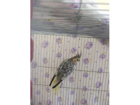 Dişi sultan papağanı 1 yaşında